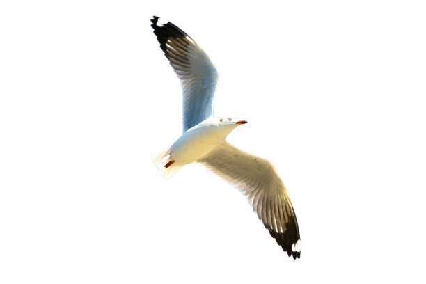 一只海鸥在天空中飞翔，白色的背景图片下载