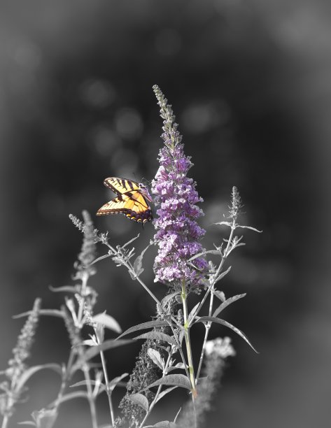 白浆果透翅蛾图片下载