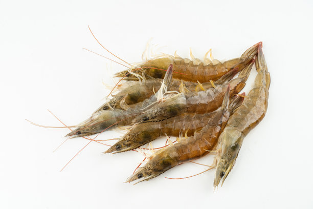 白底虾图片下载