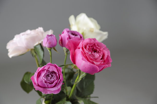 玫瑰-粉红色和白色图片下载