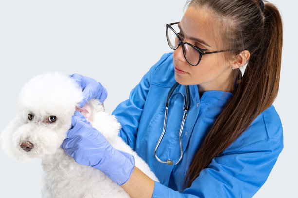 年轻美丽的女人的肖像，兽医在兽医诊所检查一只白色的狮子狗。医药，宠物护理，健康生活理念。图片下载