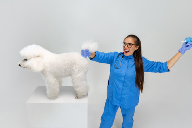 漫画人物的年轻美丽的女人，兽医和白色狮子狗孤立在灰色的工作室背景。宠物护理，人类日常生活中的动物。图片下载