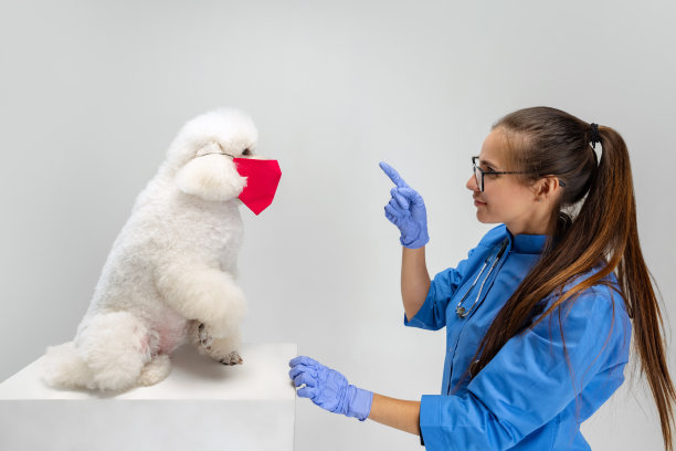和兽医见面。年轻美丽的女人，兽医和白色的狮子狗戴着防护面具。健康的生活方式的概念。图片下载