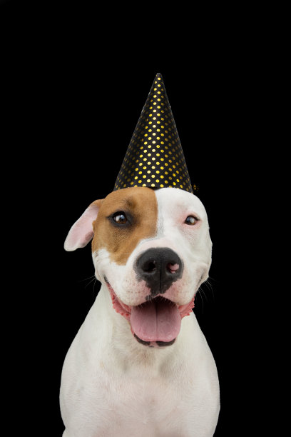 戴着派对帽庆祝新年或狂欢节的美国斯塔福德郡狗。图片下载