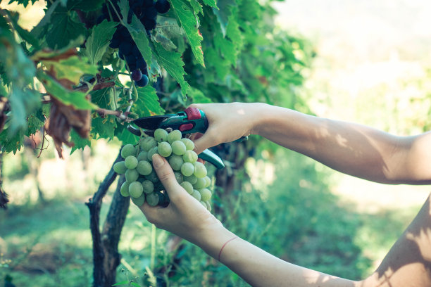 葡萄收割和采摘在塞尔维亚股票照片图片下载