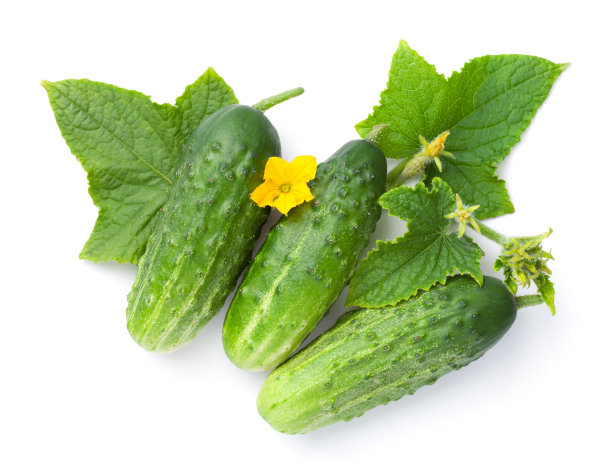 有机黄瓜的叶和花组成图片下载