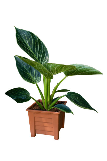 绿色的树和花在花盆装饰隔离在白色的背景复制空间和剪切路径。图片下载