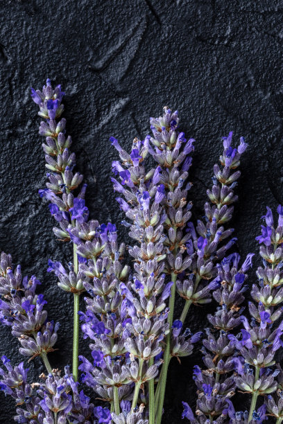 在黑色背景下从上面拍摄的薰衣草盛开的花图片下载