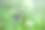 凤蝶或普通的青柠蝴蝶休息在花卉植物在它的自然栖息地在一个漂亮的柔软的绿色背景上凤蝶或普通的青柠蝴蝶拍翅膀在花朵上，宏观图片图片下载