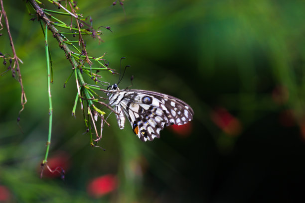凤蝶或普通的青柠蝴蝶休息在花卉植物在它的自然栖息地在一个漂亮的柔软的绿色背景上凤蝶或普通的青柠蝴蝶拍翅膀在花朵上，宏观图片图片下载
