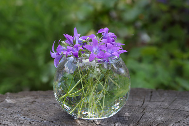 透明花瓶中精致的紫色铃铛花束，紫色花朵为背景。在模糊的绿色背景上，有一束紫色铃铛的鲜花。软focus.Ecology.Nature.Horizontal照片图片下载