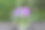 透明花瓶中精致的紫色铃铛花束，紫色花朵为背景。在模糊的绿色背景上，有一束紫色铃铛的鲜花。软focus.Ecology.Nature.Horizontal照片图片下载