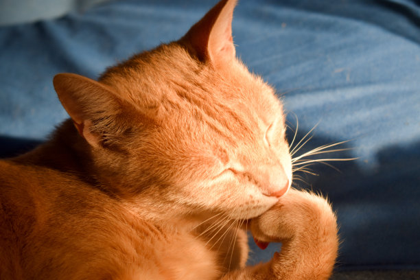 姜黄色的猫舔着爪子图片下载