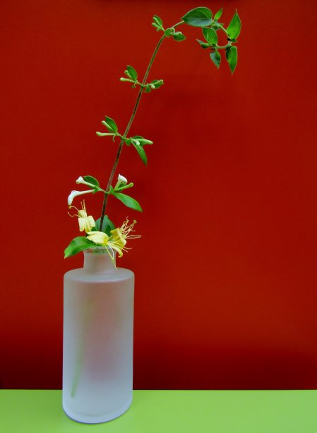 金银花或忍冬枝与黄色和白色的花在玻璃哑光花瓶在绿色桌上。图片下载