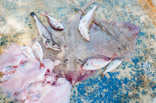 鱼是从早上在船上钓鱼钓上来的图片下载