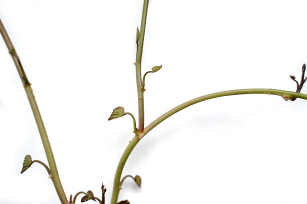 离体甘薯芽图片下载