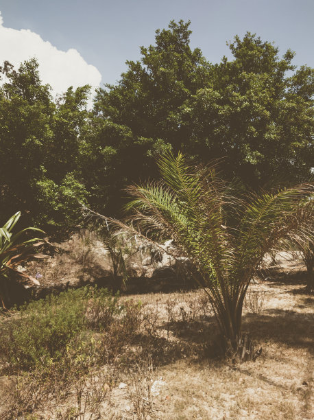 美丽的自然背景。特写热带树枝与树叶和天空。复古和褪色无光风格色彩在彩色照片复制空间。适用于垂直设计，墙纸图片下载