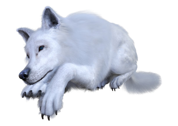 3D插图北极狼在白色图片下载