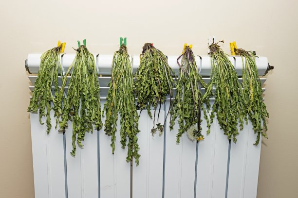 在暖气片上晾晒的自制草药，蒲公英图片下载