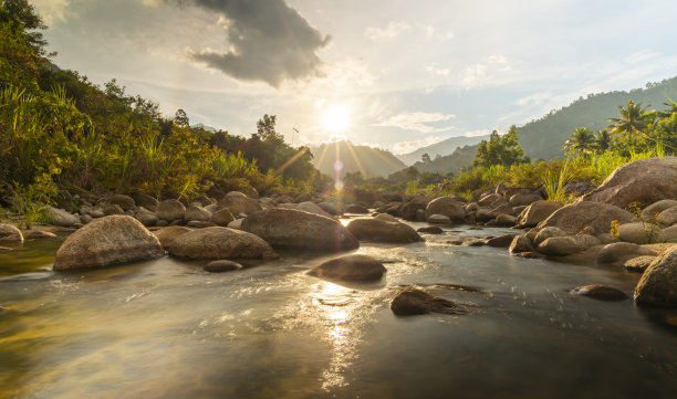 河石与树用阳光梁，观水河树图片下载