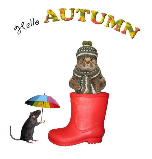 猫在老鼠旁边穿上了红色的橡胶靴图片下载