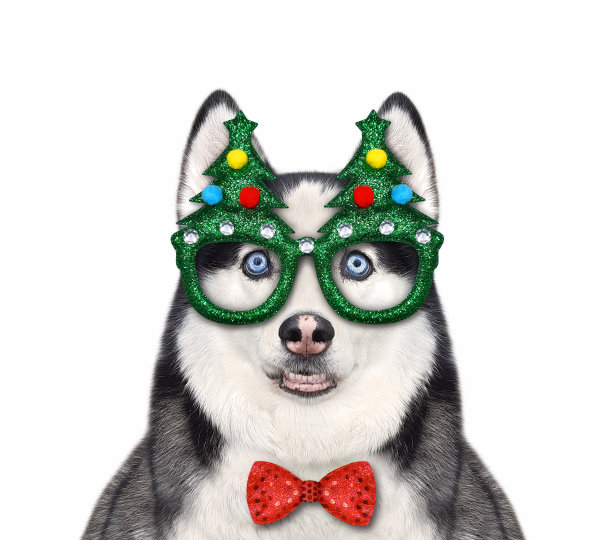 狗哈士奇戴着圣诞眼镜图片下载