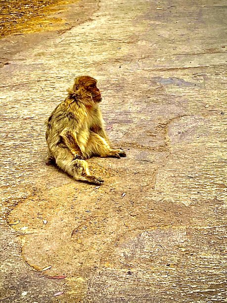 同情猕猴图片下载