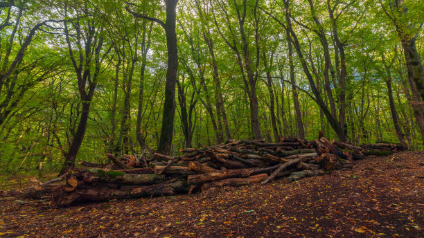 在绿色的森林里锯树图片下载