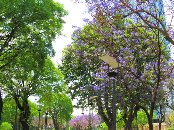 城市公园里的蓝花楹。图片下载