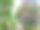 城市公园里的蓝花楹。图片下载
