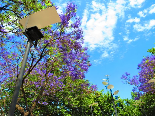 城市公园里的蓝花楹。图片下载