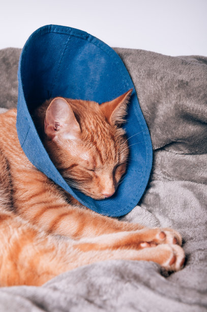 可爱的姜黄色猫在手术后睡在项圈里图片下载