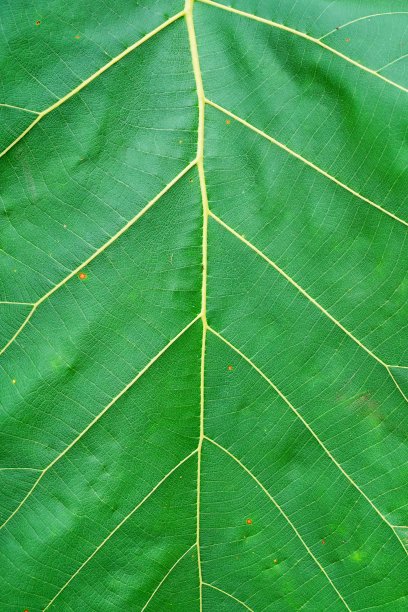 特写绿叶背景图片下载