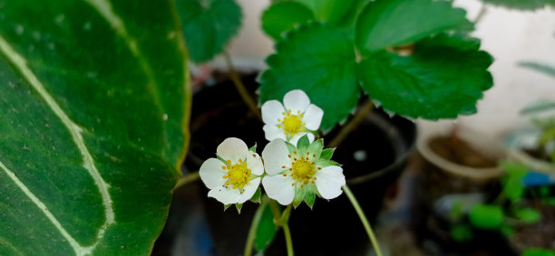 草莓的花图片下载