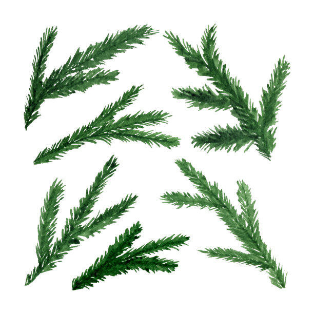 新年和圣诞节水彩画插图与圣诞树的树枝。冬天的元素图片下载