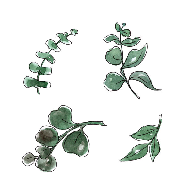 绿色的树枝。水彩和线条艺术手绘花卉插图。孤立在白色背景上。元素设计贺卡，请柬，标志，婚礼设计。图片下载