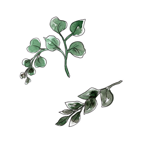 绿色的树枝。水彩手绘花卉插图。孤立在白色背景上。图片下载