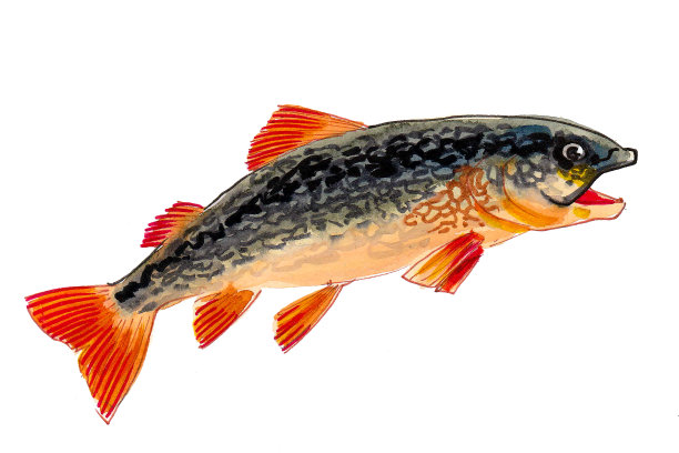 跳大马哈鱼鱼图片下载