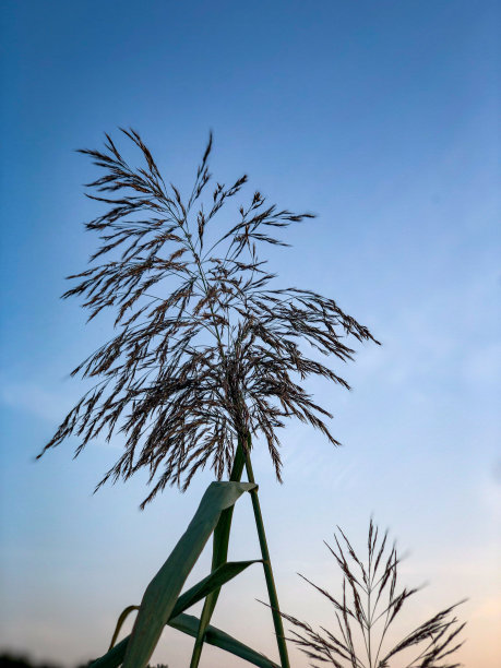 夕阳下美丽的芦苇。图片下载