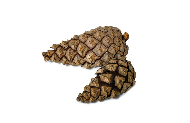 孤立在白色背景上的松果图片下载