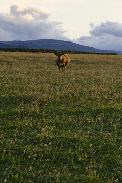 日落时分，在开阔的绿色草地上，奶牛看着摄像机。图片下载