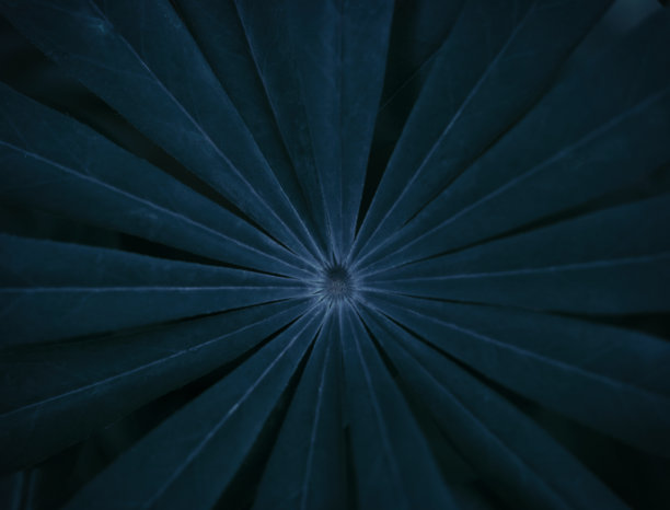 自然抽象背景。黑暗的叶子纹理。现代艺术，可以作为室内设计的海报。图片下载