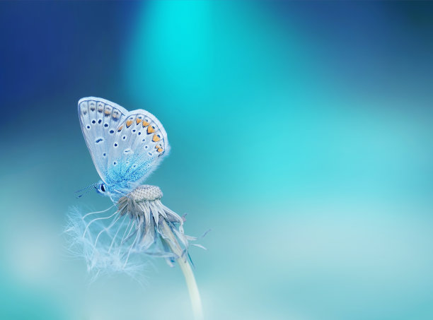 美丽的蓝白蝴蝶。图片下载