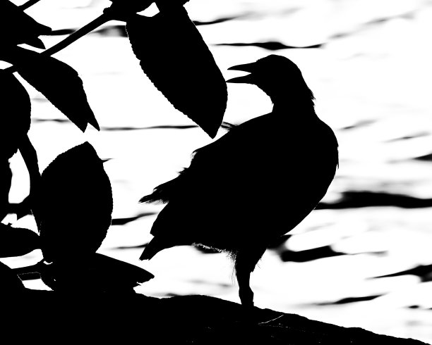 湖岸上红松鸡的剪影图片下载