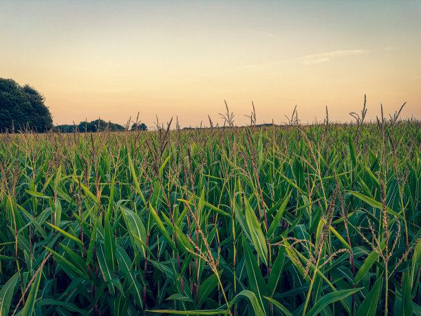 眺望夕阳西下的玉米田。图片下载
