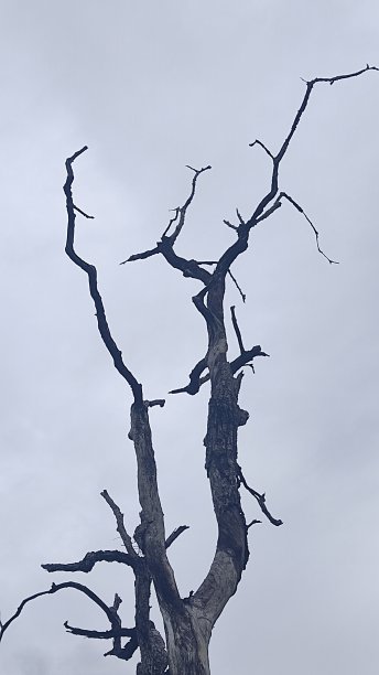 多年生树木死于干旱图片下载