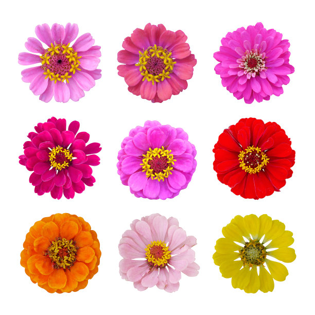 柔嫩的粉红色百日菊设置在孤立的白色背景。夏天的花。图片下载