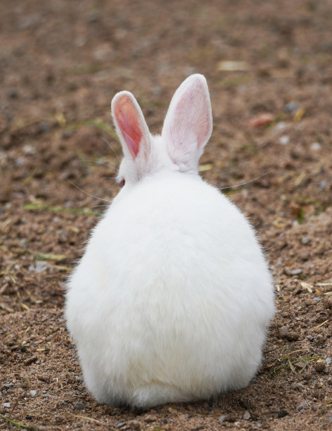 背面有白色皮毛和粉红色耳朵的兔子。兔科图片下载