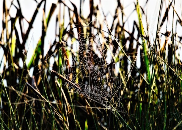 蜘蛛网图片下载