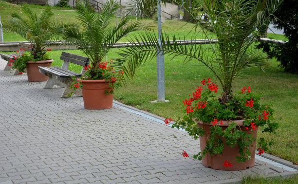 阳台上的花盆里有椰枣树，柱子旁是建筑物。广场上的餐厅有热带植物的拱廊图片下载